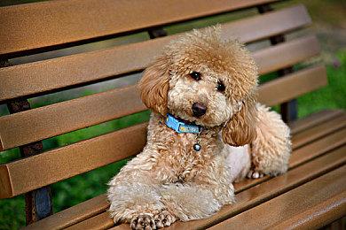 3DM速报：《守望先锋》“麦克雷”将改名 《战地5》终极版一折